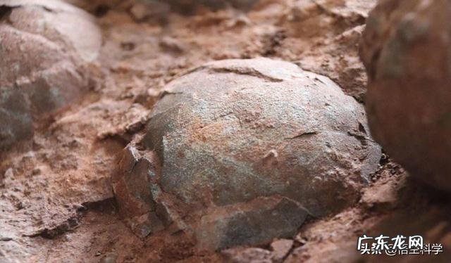 恐龙蛋为啥会形成化石?