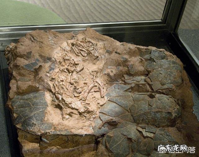 恐龙蛋为啥会形成化石?