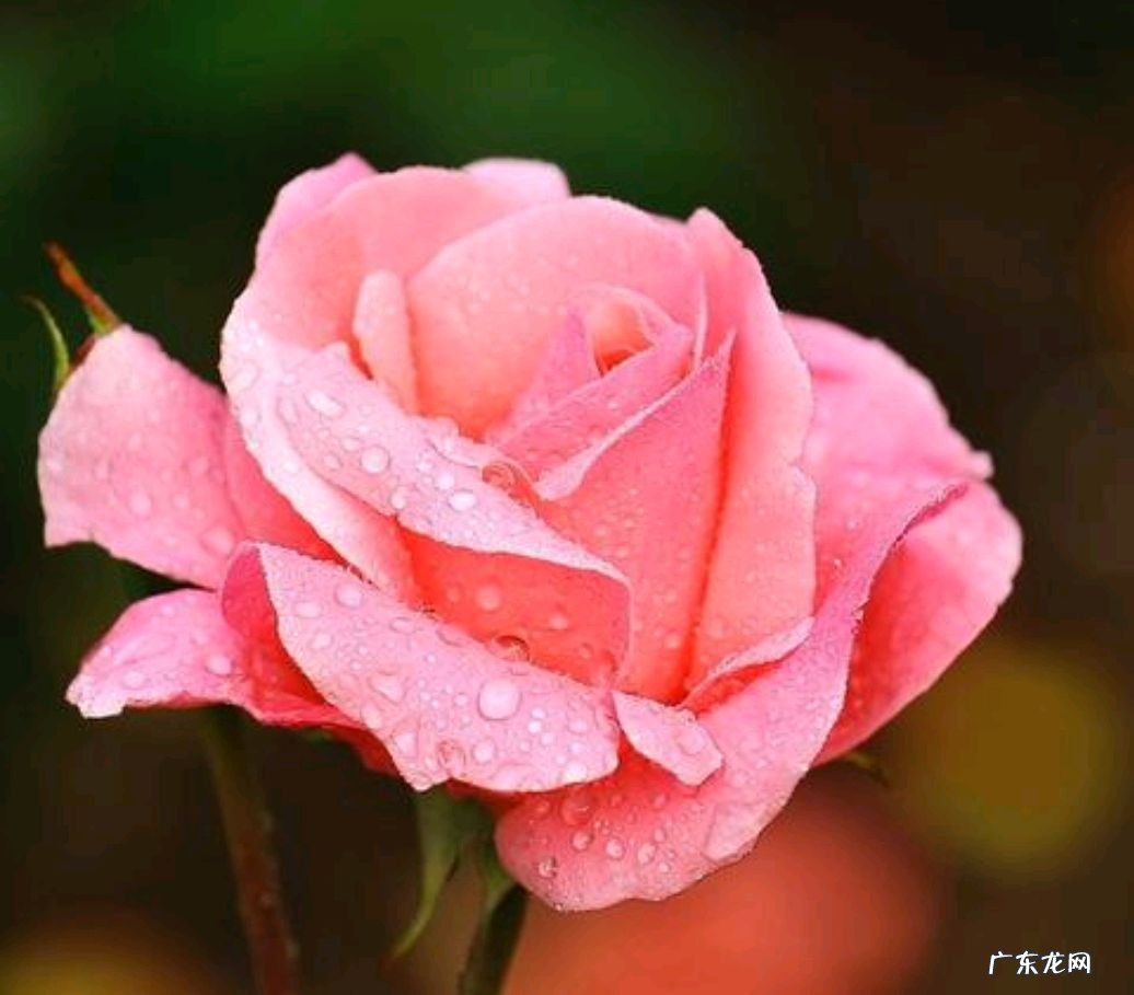 有人说家里养月季不好 家里阳台种月季影响风水吗