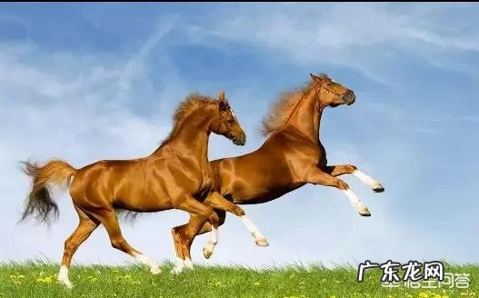 十二生肖的动物各有什么特点,为什么这些动物能成为生肖?