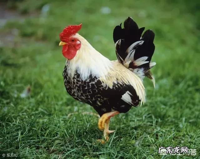 十二生肖的动物各有什么特点,为什么这些动物能成为生肖?