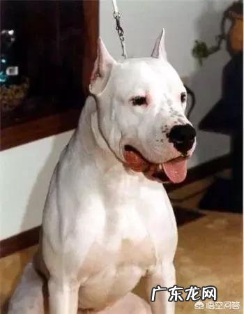 十二生肖的动物各有什么特点,为什么这些动物能成为生肖?