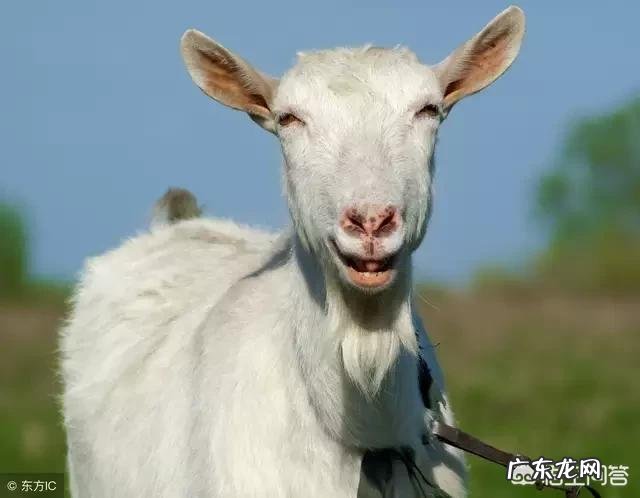 十二生肖的动物各有什么特点,为什么这些动物能成为生肖?