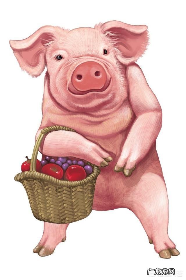 十二生肖的动物各有什么特点,为什么这些动物能成为生肖?