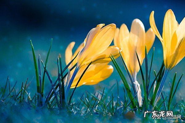 1000元在家创业项目 1000元怎样创业