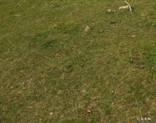 青青的荒野 什么的荒野一个字