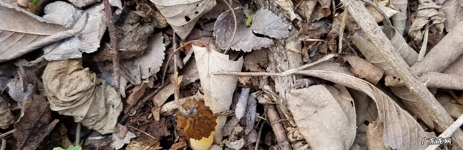 青青的荒野 什么的荒野一个字