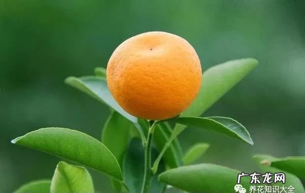 7种花开完就结果 家里阳台种蓝莓风水