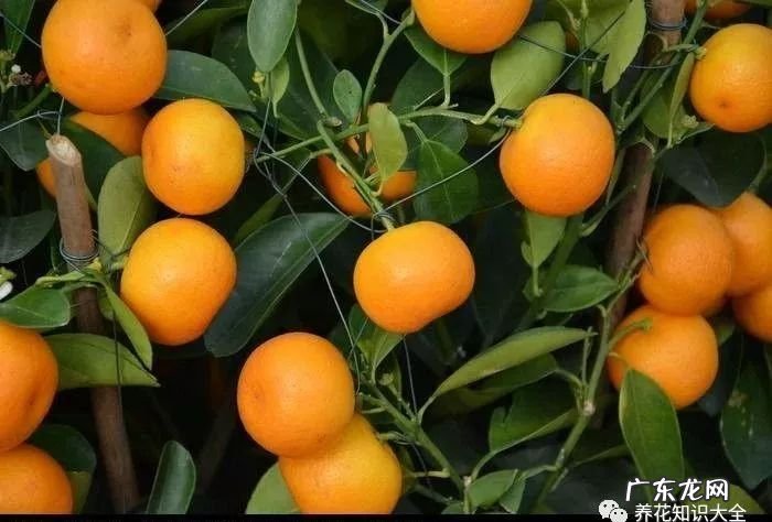 7种花开完就结果 家里阳台种蓝莓风水