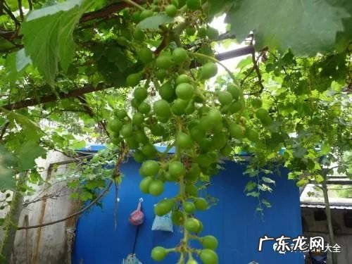 7种花开完就结果 家里阳台种蓝莓风水