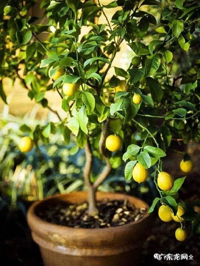 7种花开完就结果 家里阳台种蓝莓风水