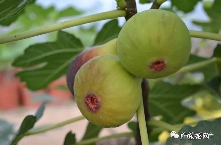 7种花开完就结果 家里阳台种蓝莓风水