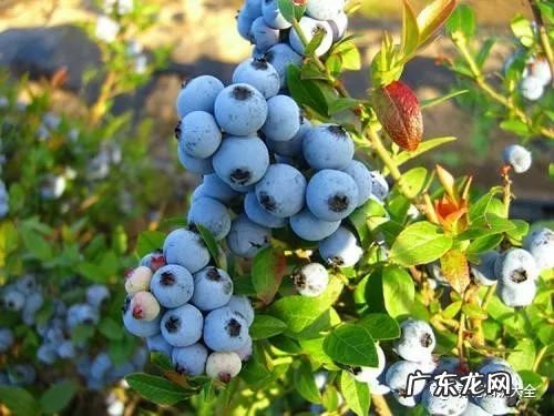 7种花开完就结果 家里阳台种蓝莓风水