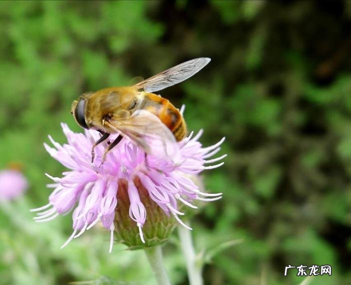 阳台窗棱上的马蜂窝 蜜蜂在家里阳台筑巢风水学