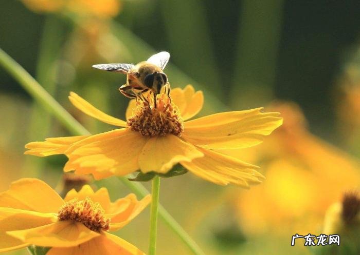 阳台窗棱上的马蜂窝 蜜蜂在家里阳台筑巢风水学