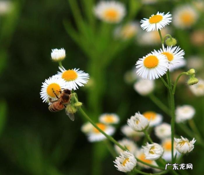 阳台窗棱上的马蜂窝 蜜蜂在家里阳台筑巢风水学