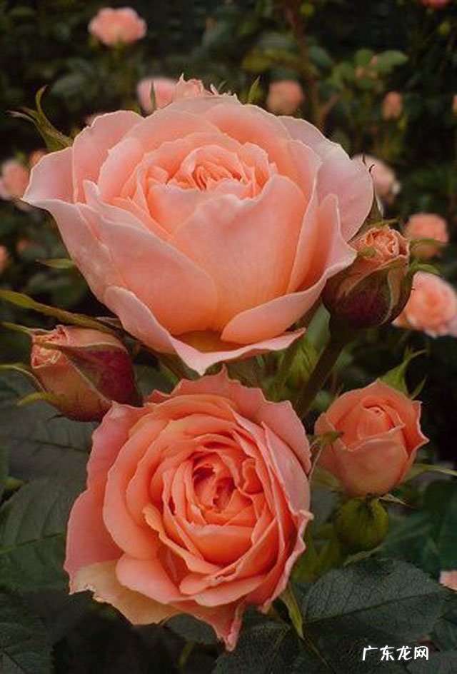 家居布局 风水办公室东南角阳台