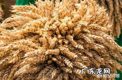 大暑节气马上到来，农村老人常说“大暑热不透，大热在秋后”什么意思？