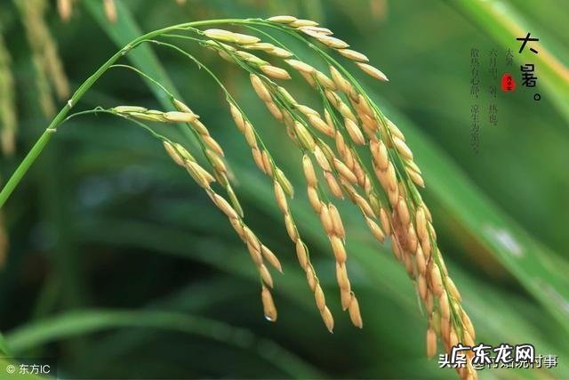 大暑节气马上到来,农村老人常说“大暑热不透,大热在秋后”什么意思?