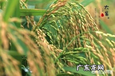 大暑节气马上到来，农村老人常说“大暑热不透，大热在秋后”什么意思？