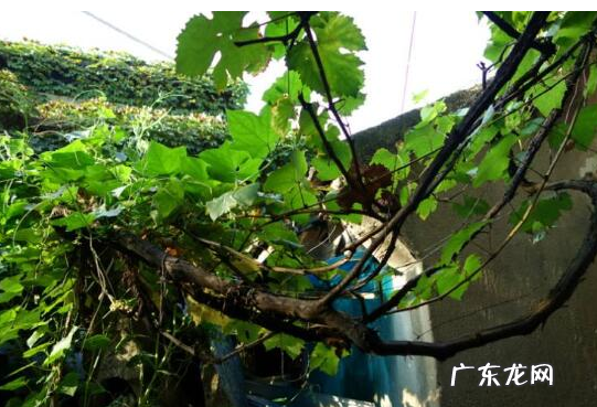 好看又好吃的葡萄 家里阳台种葡萄风水上好吗