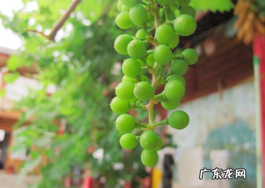 好看又好吃的葡萄 家里阳台种葡萄风水上好吗