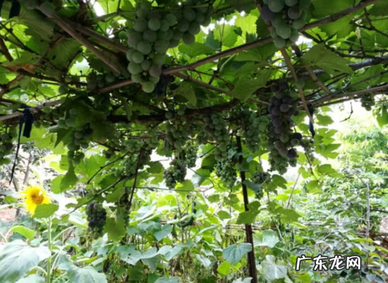好看又好吃的葡萄 家里阳台种葡萄风水上好吗