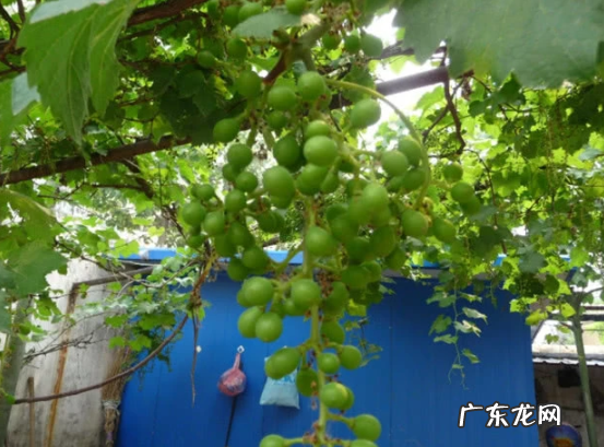 好看又好吃的葡萄 家里阳台种葡萄风水上好吗