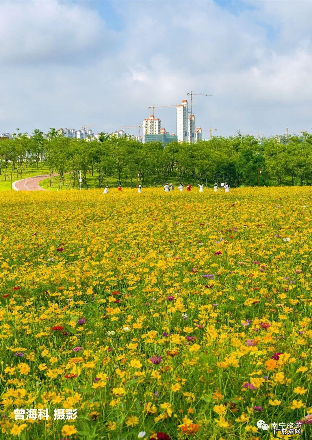 飞凤饮水形的特征 南宁风水留题飞凤饮水