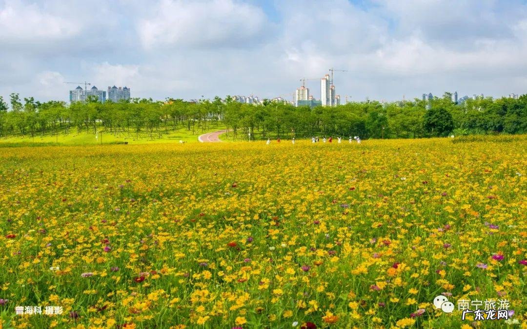 飞凤饮水形的特征 南宁风水留题飞凤饮水