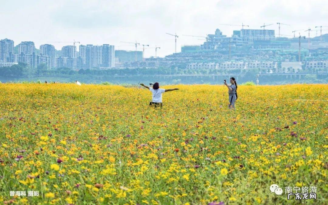 飞凤饮水形的特征 南宁风水留题飞凤饮水