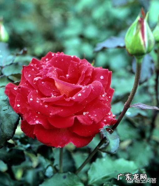 七夕情人节，如何选购鲜花？