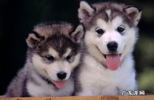 有哪些中小型犬适合当宠物？