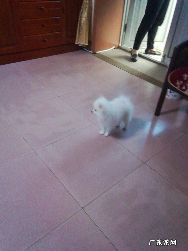 有哪些中小型犬适合当宠物？