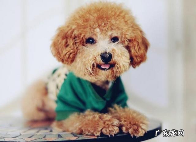 有哪些中小型犬适合当宠物？