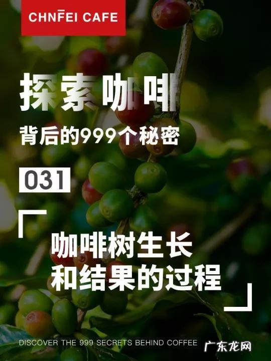 咖啡豆如何种植 咖啡豆种植过程