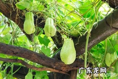 佛手瓜怎么种植才高产?