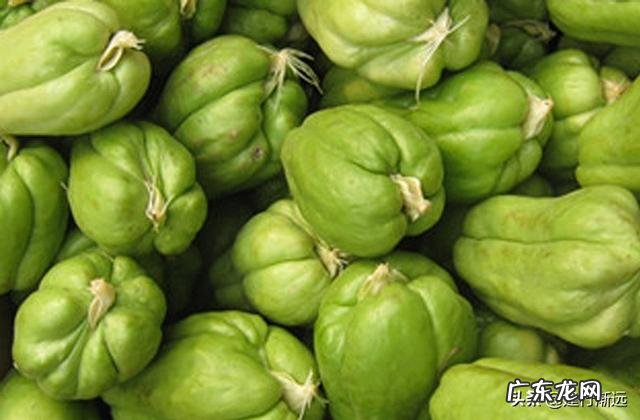 佛手瓜怎么种植才高产?