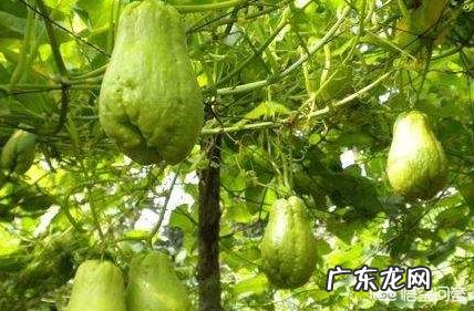佛手瓜怎么种植才高产？