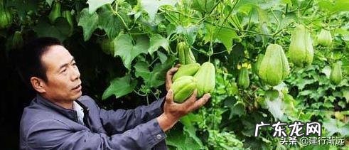 佛手瓜怎么种植才高产?