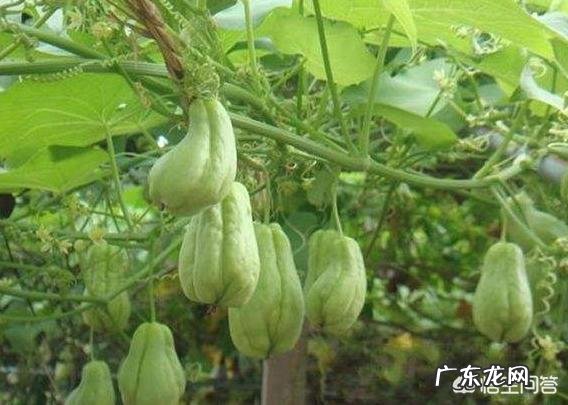 佛手瓜怎么种植才高产？