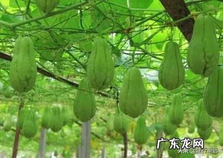 佛手瓜怎么种植才高产?