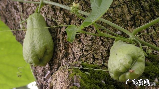 佛手瓜怎么种植才高产?