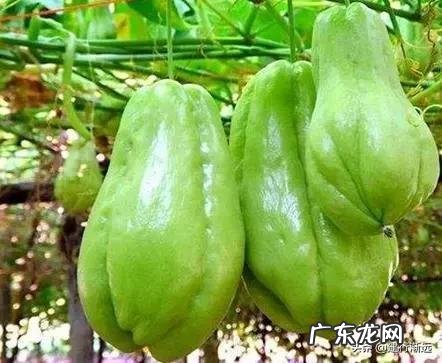 佛手瓜怎么种植才高产?