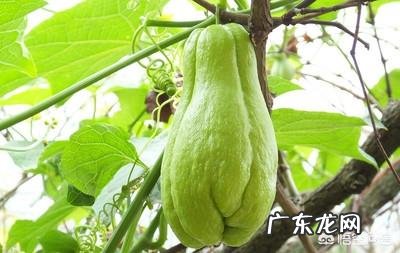 佛手瓜怎么种植才高产?