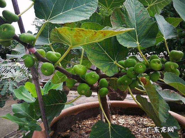 阳台也能养“果树” 家里阳台种百香果有风水吗