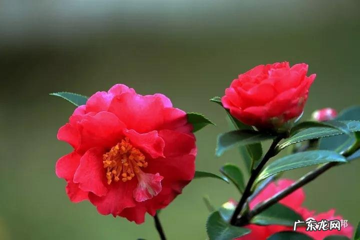 什么样树型风水好看