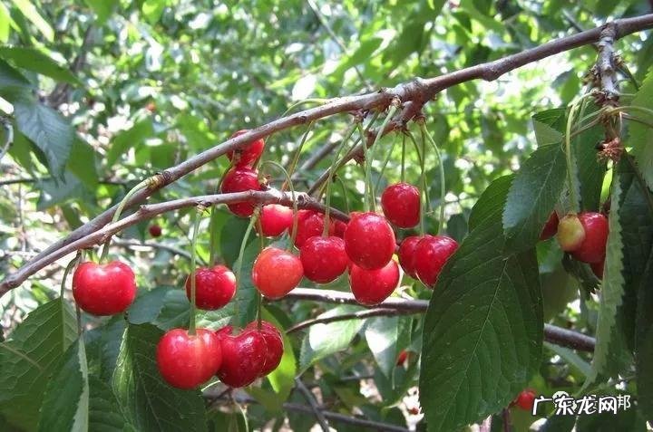 什么样树型风水好看