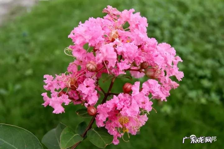 什么样树型风水好看