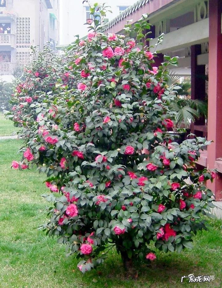 什么样树型风水好看